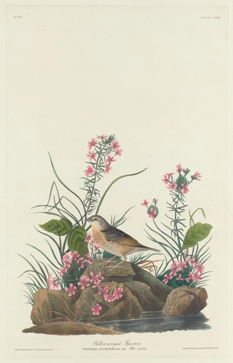 Moineau à ailes jaunes - Robert Havell after John James Audubon