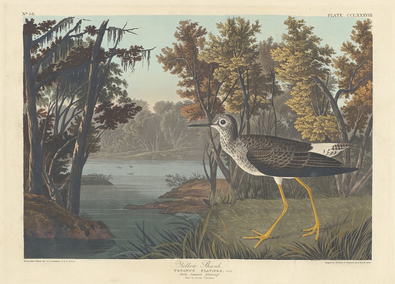 Chevalier jaune - Robert Havell after John James Audubon