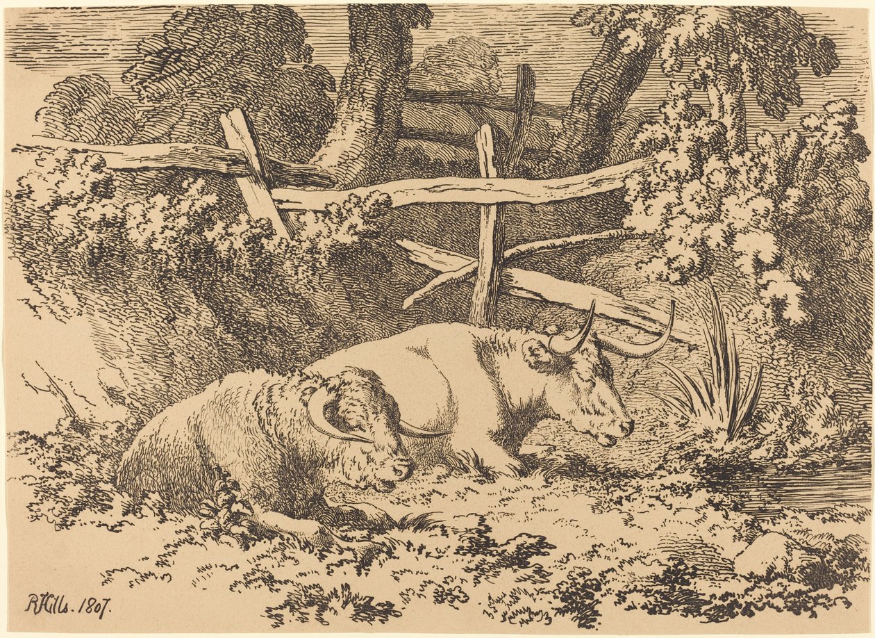 Bétail au repos - Robert Hills