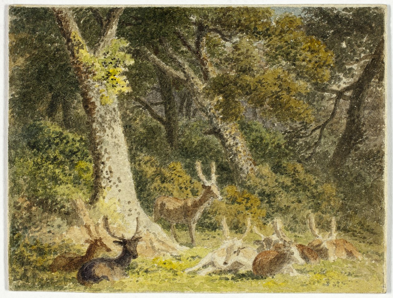 Troupeau de cerfs au repos - Robert Hills