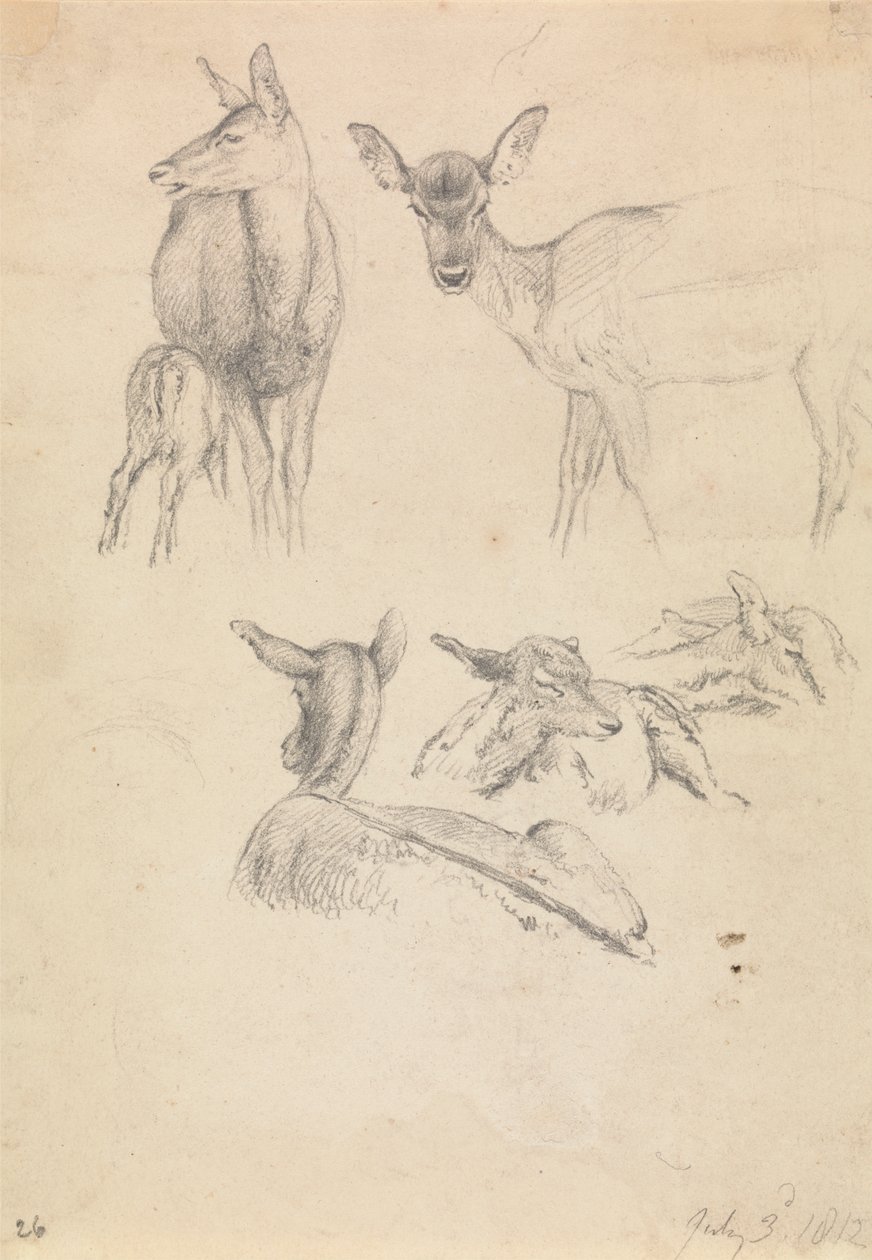 Cerfs et leurs petits - Robert Hills