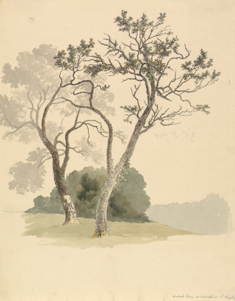 Arbres fruitiers à Under River près de Knole - Robert Hills