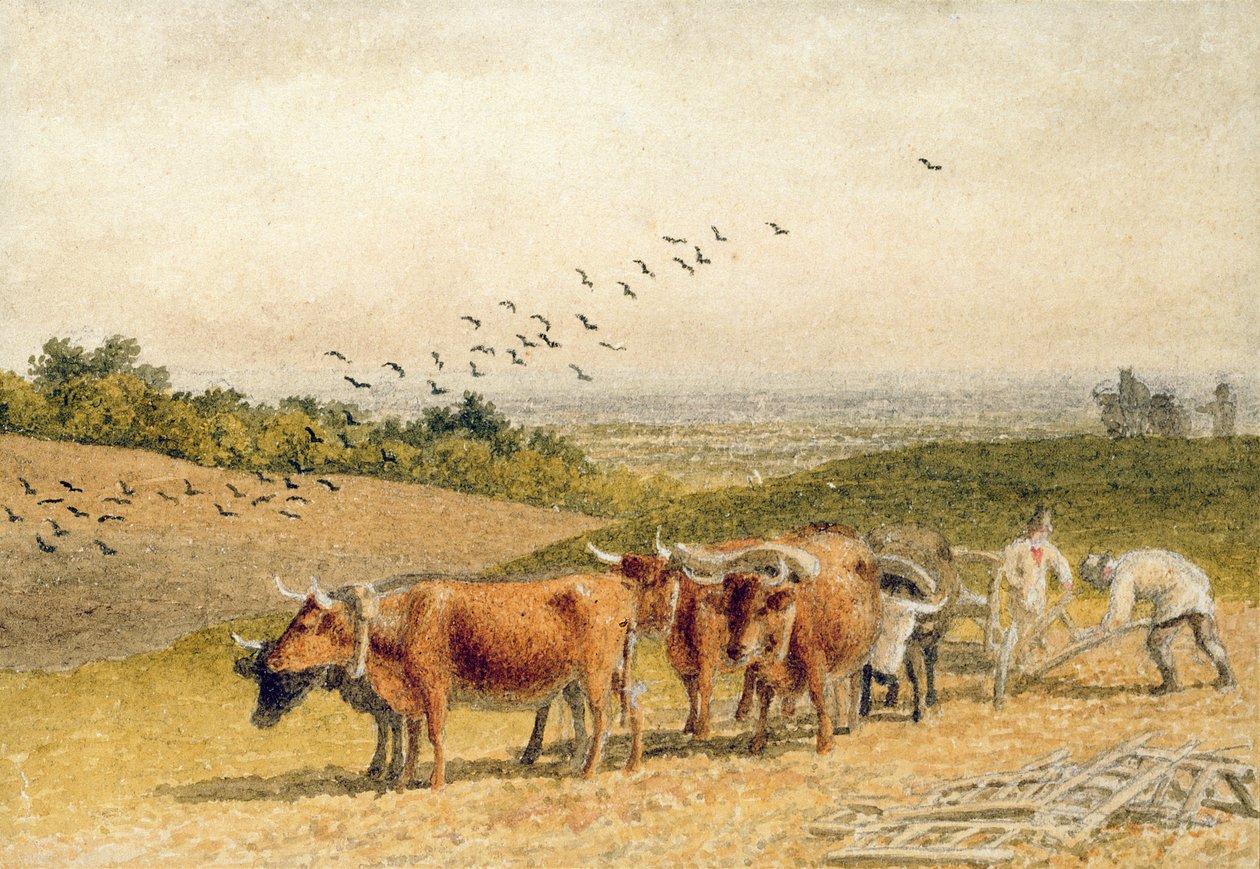 Bœufs labourant un champ de Downland - Robert Hills