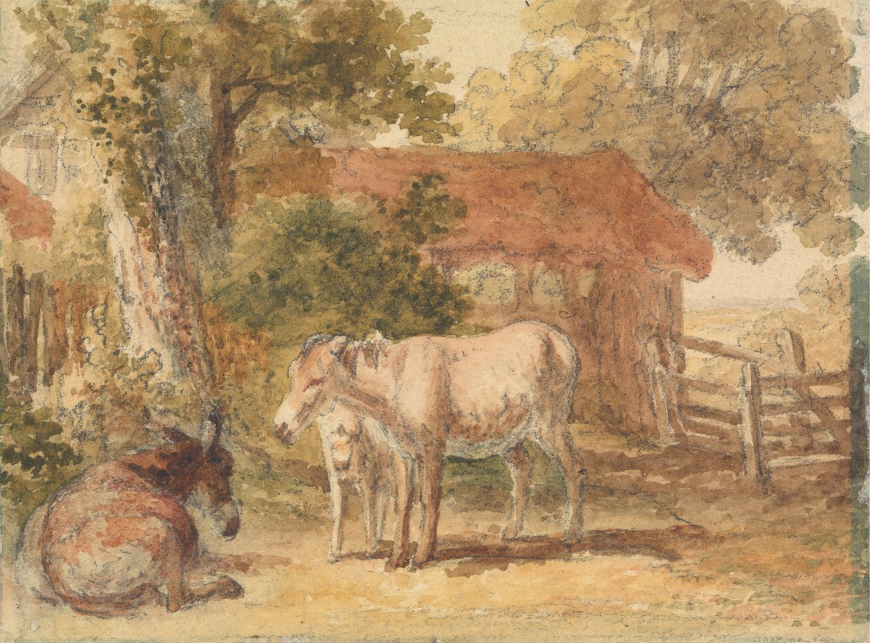Trois ânes - Robert Hills