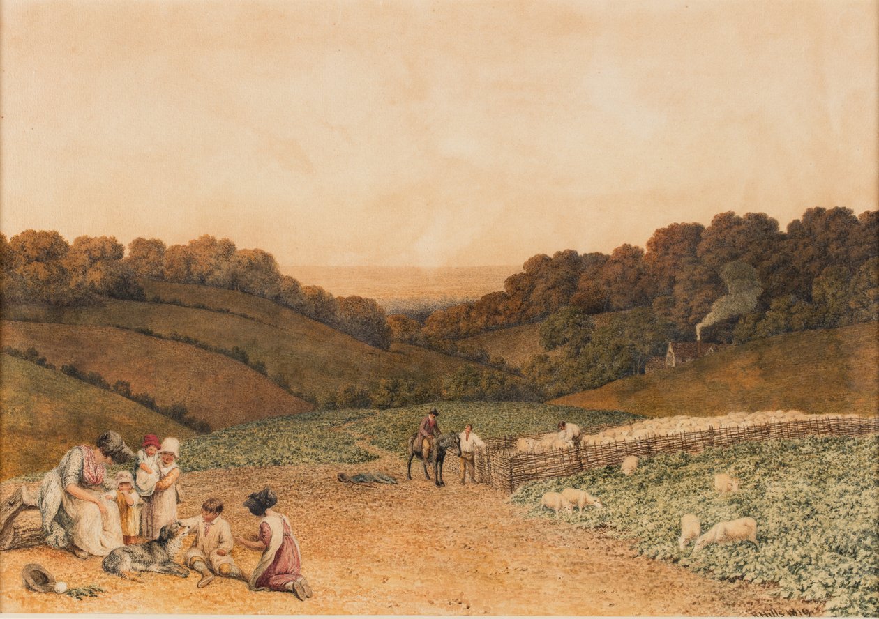 Champ de Navets - Robert Hills