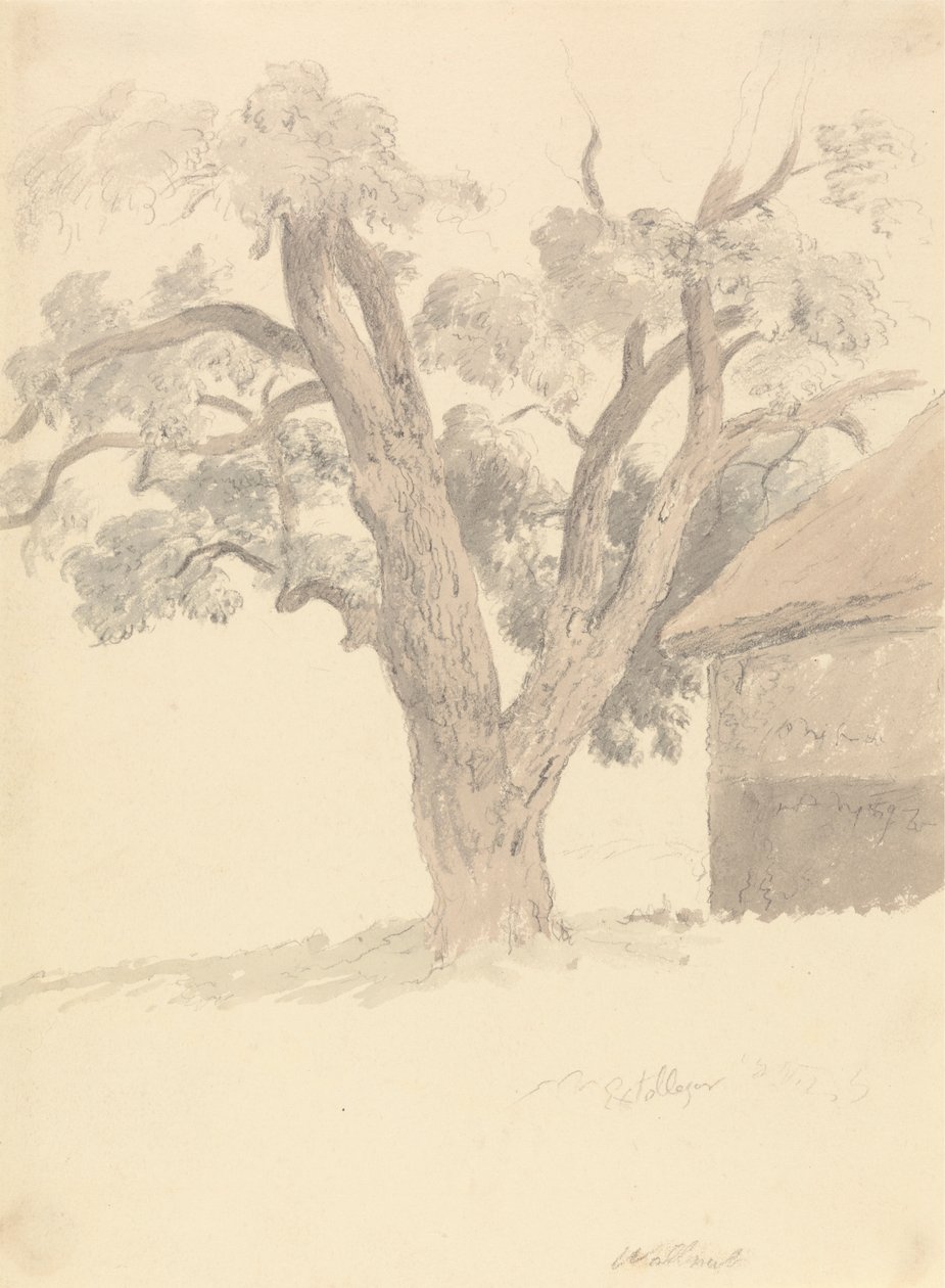 Noyer - Robert Hills