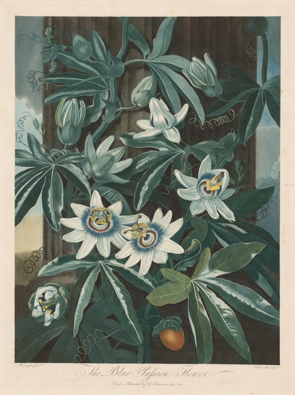 La passiflore bleue - Robert John Thornton