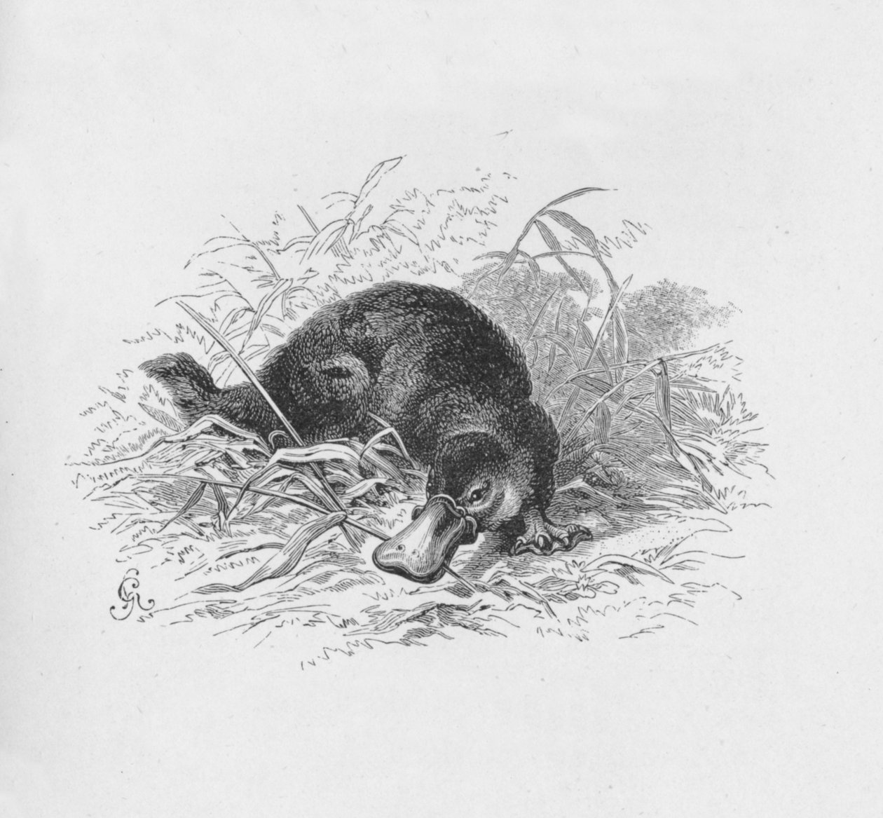Ornithorhynchus Paradoxus, vers 1885, 1890 - Robert Taylor Pritchett