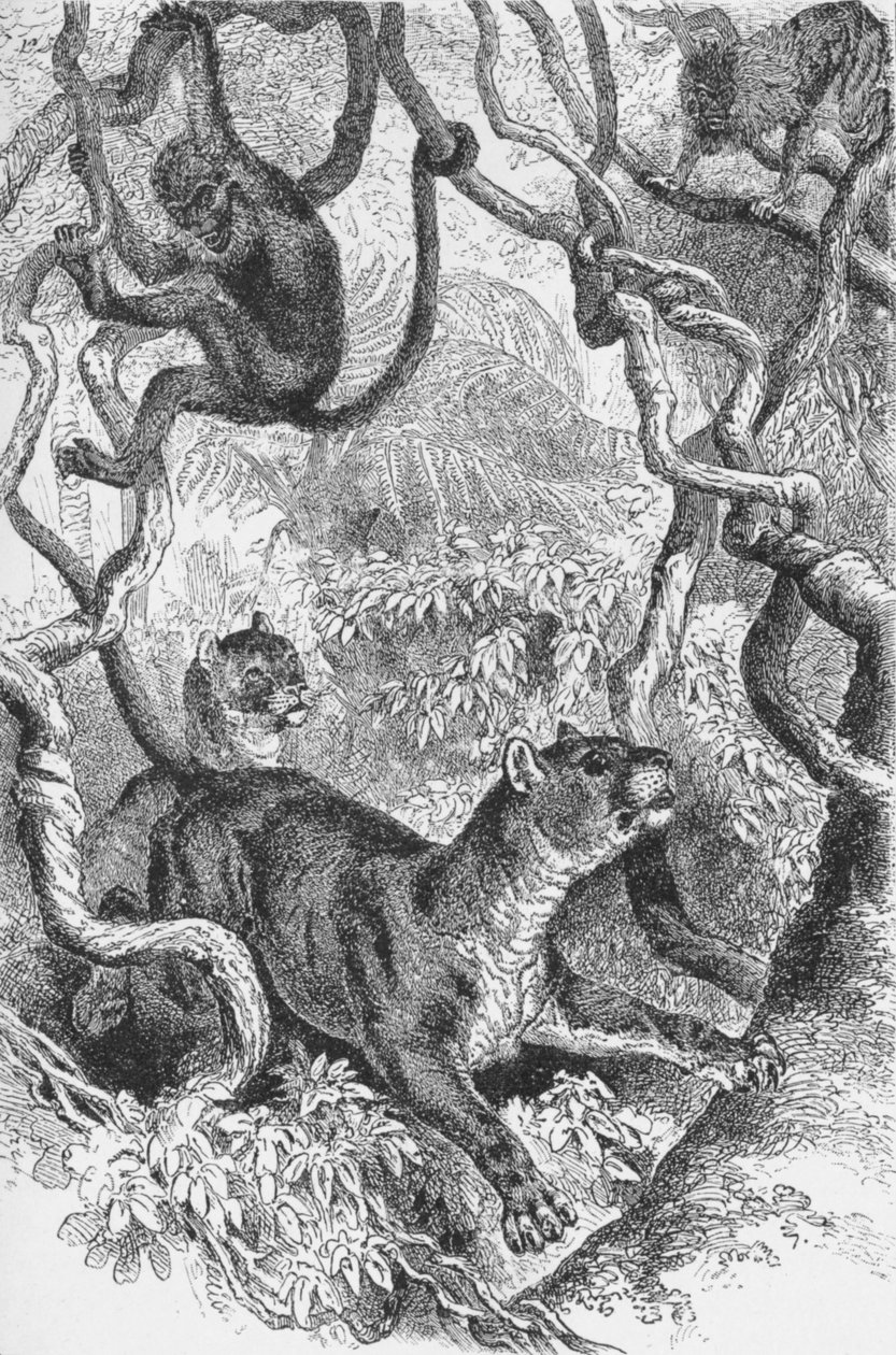 Le Puma, vers 1885, 1890 - Robert Taylor Pritchett