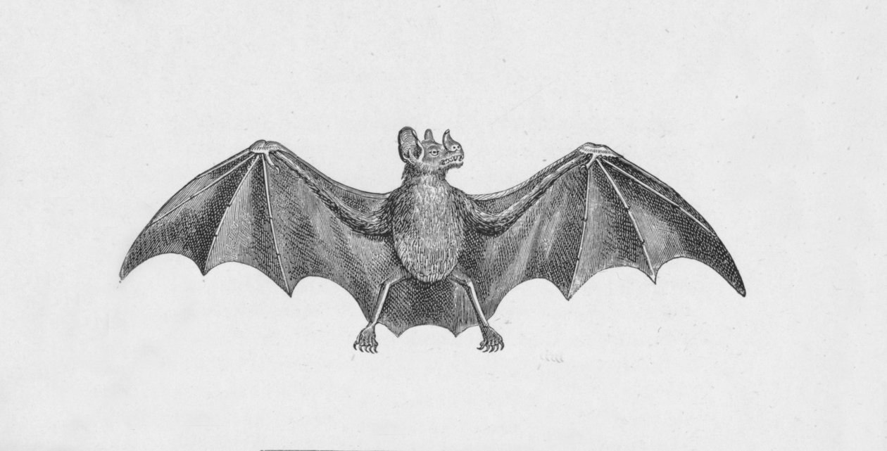 Chauve-souris vampire, vers 1885, 1890 - Robert Taylor Pritchett