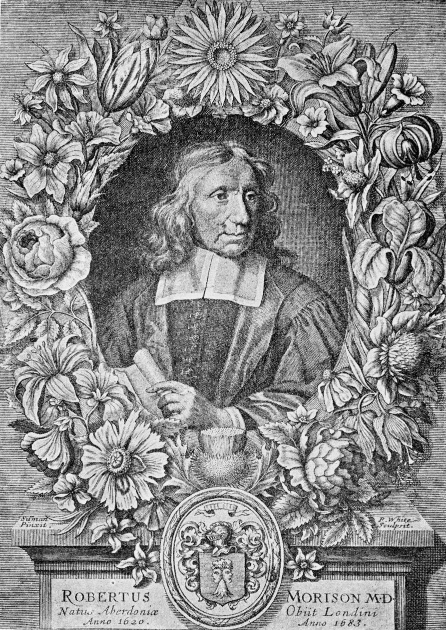 Robert Morison - Robert White