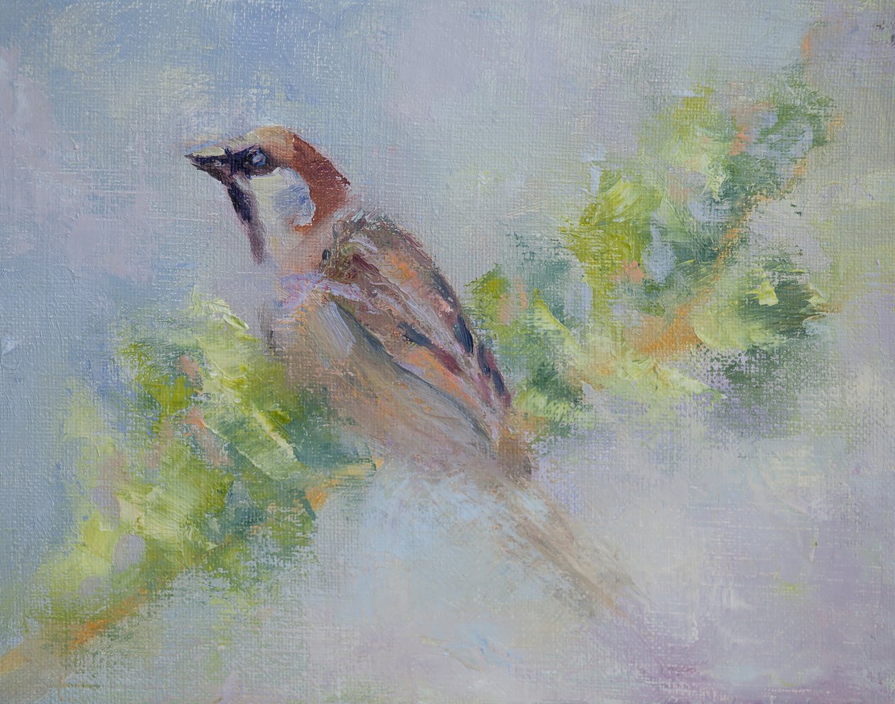P. Domesticus, 2014 - Roberta Murray