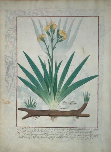 Ms Fr. Fv VI #1 fol.112v Abutilon Theophrasti, ou Feuille de velours, illustration du Livre des simples médecines par Matthaeus Platearius (d.c.1161) c.1470 - Robinet Testard
