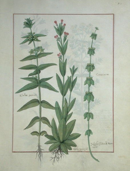 Ms Fr. Fv VI #1 fol.116 Elusae Gennus, Carvi Thym, et Croix de bois, illustration du Livre des simples médecines par Matthaeus Platearius (d.c.1161) c.1470 - Robinet Testard
