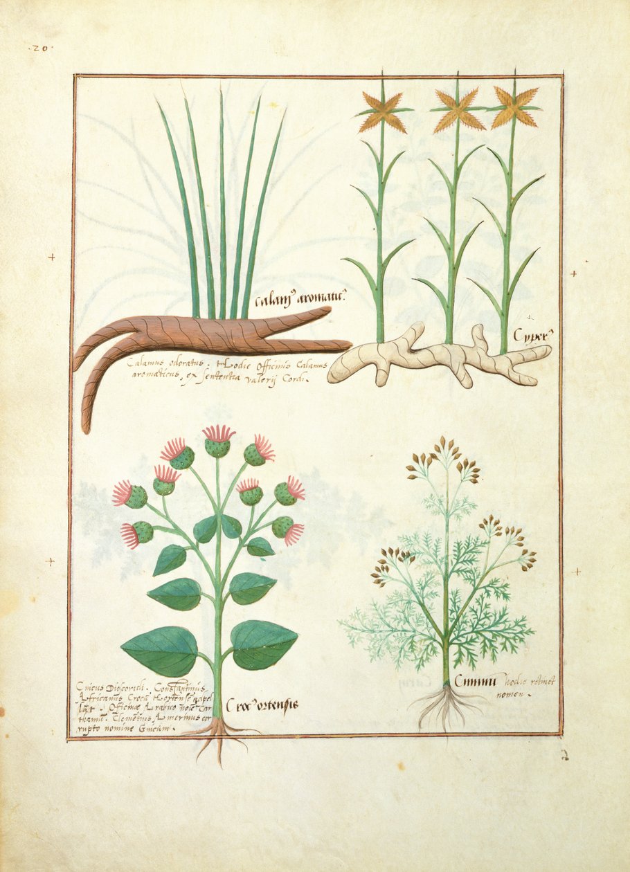 Cyperus, Calamus, Crocus ostensis, illustration du Livre des simples médecines par Mattheaus Platearius 119v - Robinet Testard