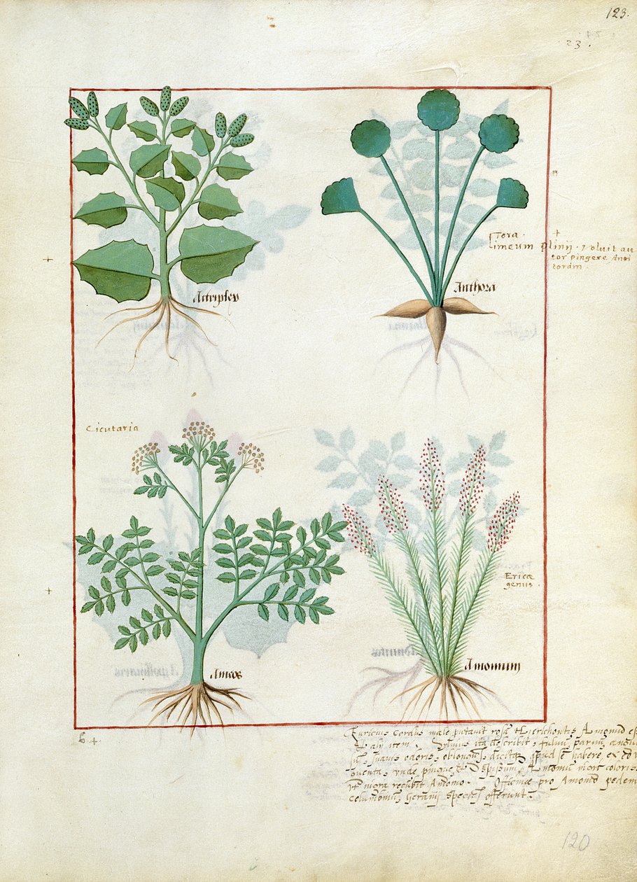 Armoise et Anthora. Rangée du bas : Absinthe et Cardamome, illustration du Livre simple des médicaments par Mattheaus Platearius 123r - Robinet Testard