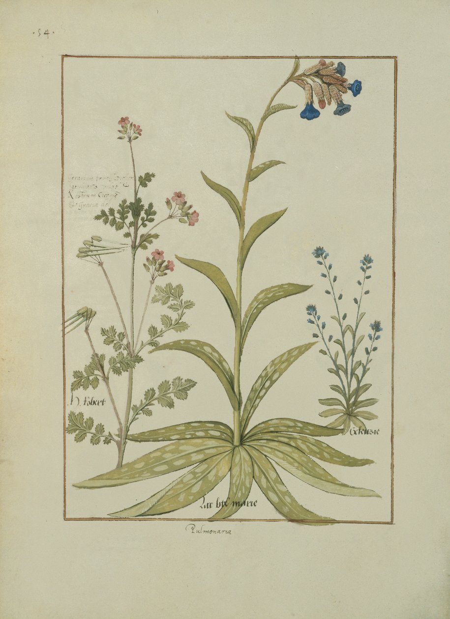 Pulmonaire et Géranium, illustration du Livre des simples médecines par Mattheaus Platearius, c.1470 - Robinet Testard