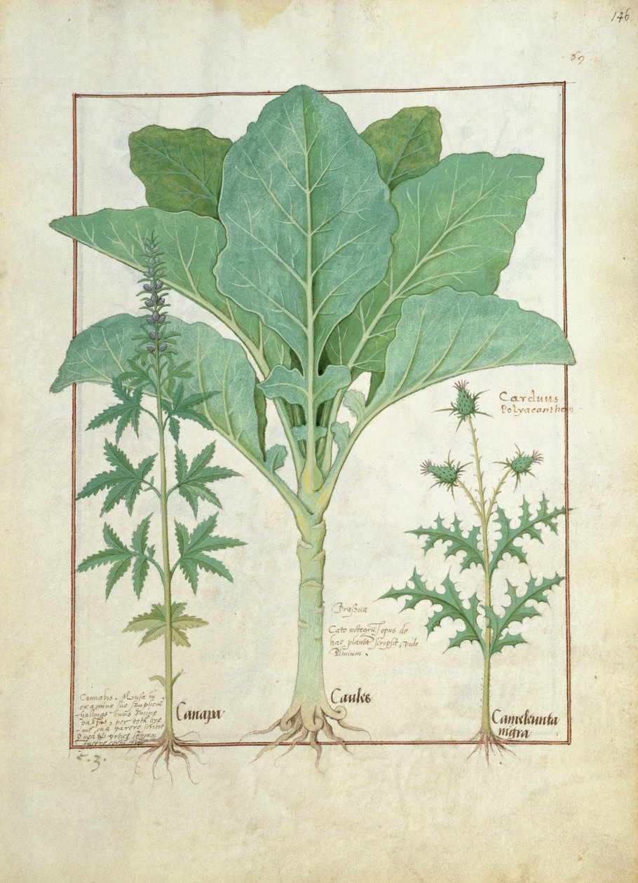 Cannabis, Brassica et Chardon, illustration du 
