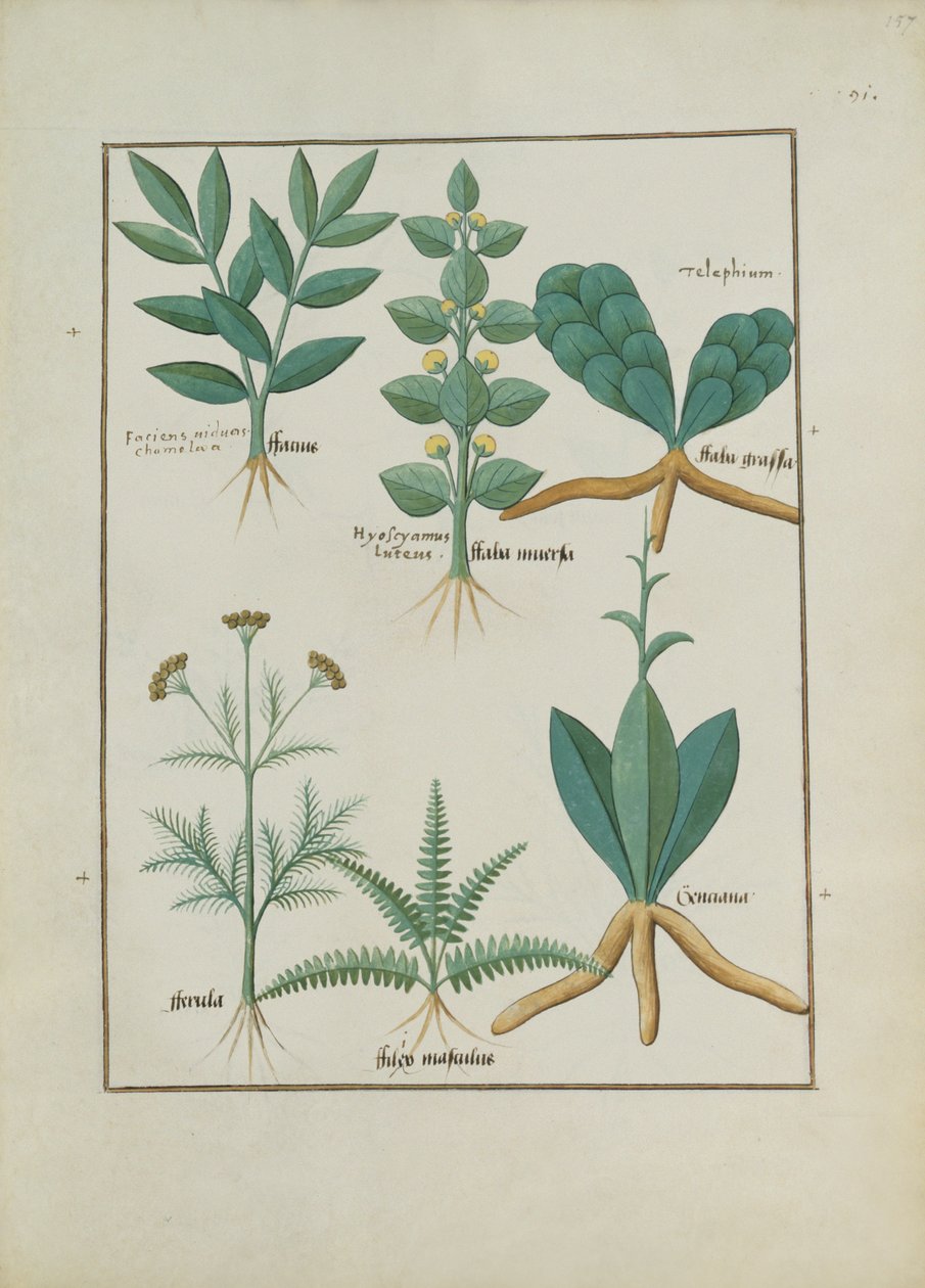 Fougères et arbustes, illustration du Livre des simples médecines par Mattheaus Platearius, c.1470 - Robinet Testard