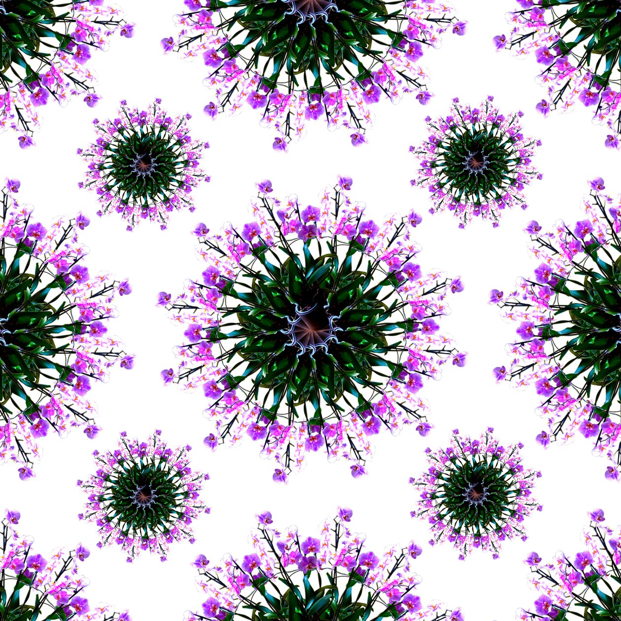 Monde des orchidées - Robyn Parker