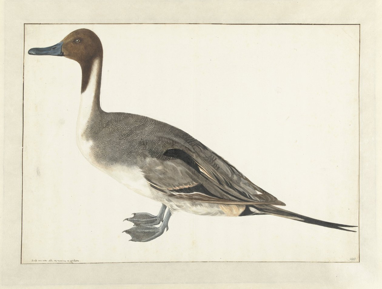Canard pilet - Rochus van Veen