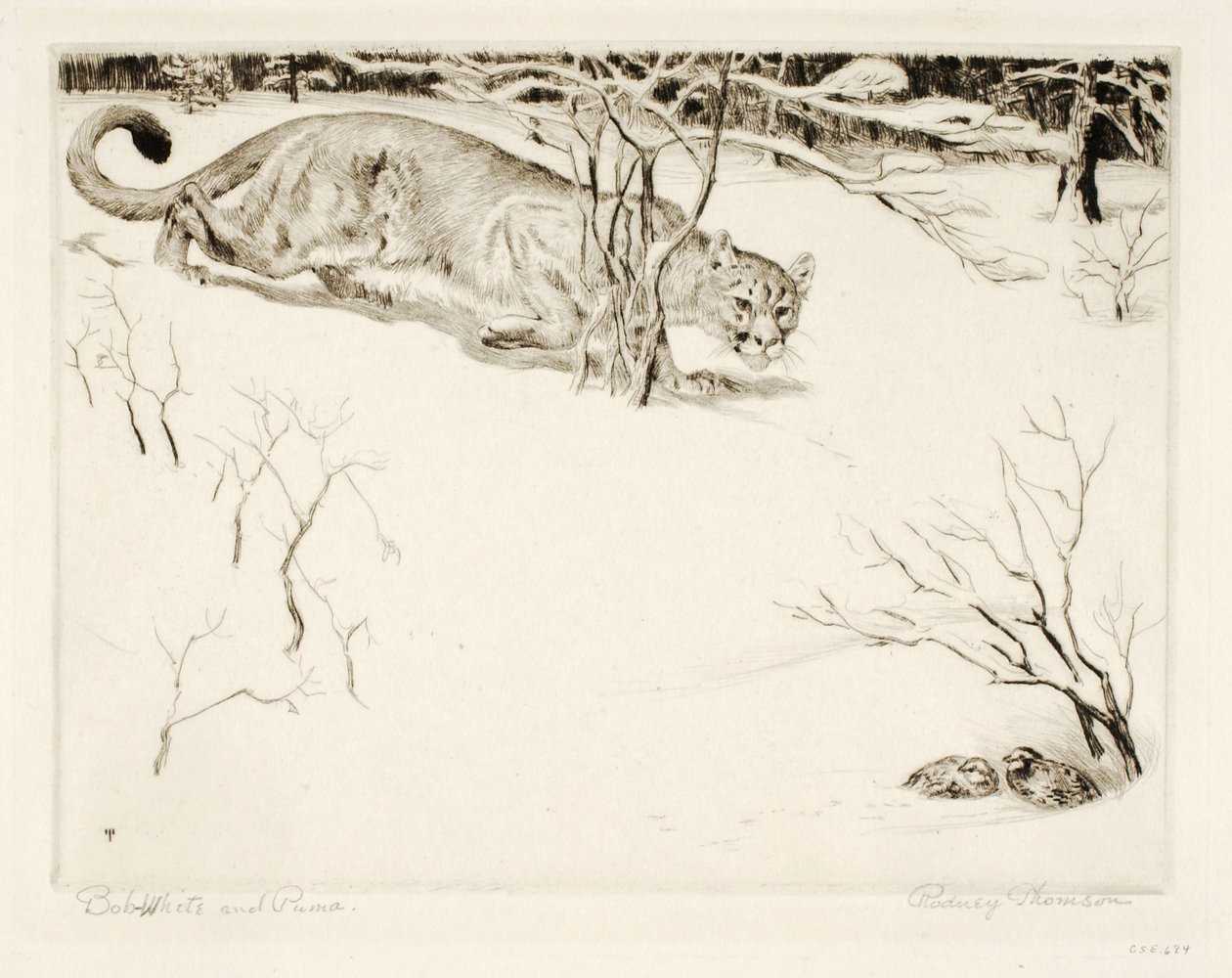 Bob-white et Puma - Rodney Thomson