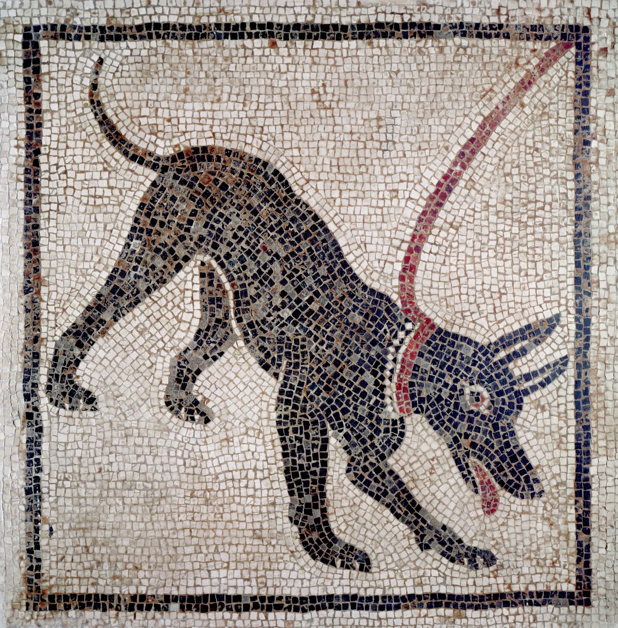 Chien en laisse, de Pompéi (mosaïque) - Roman