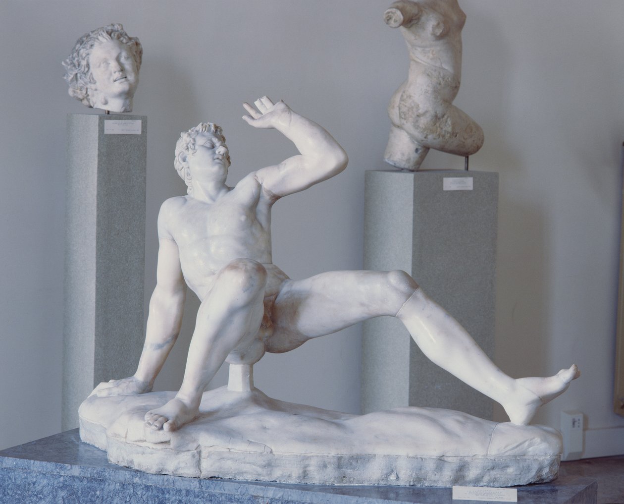 Gallo Cadente - Roman