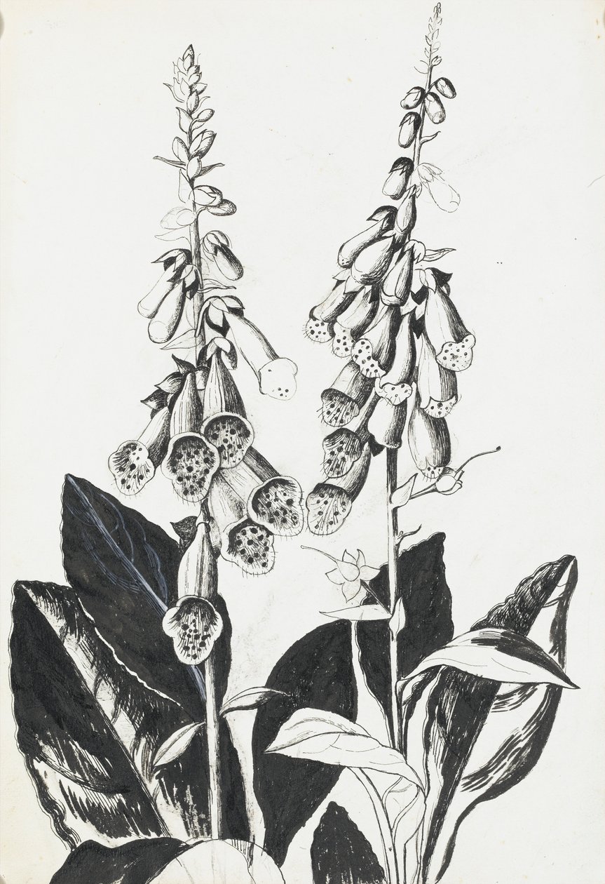 Digitale pourpre - Rosalie Brill