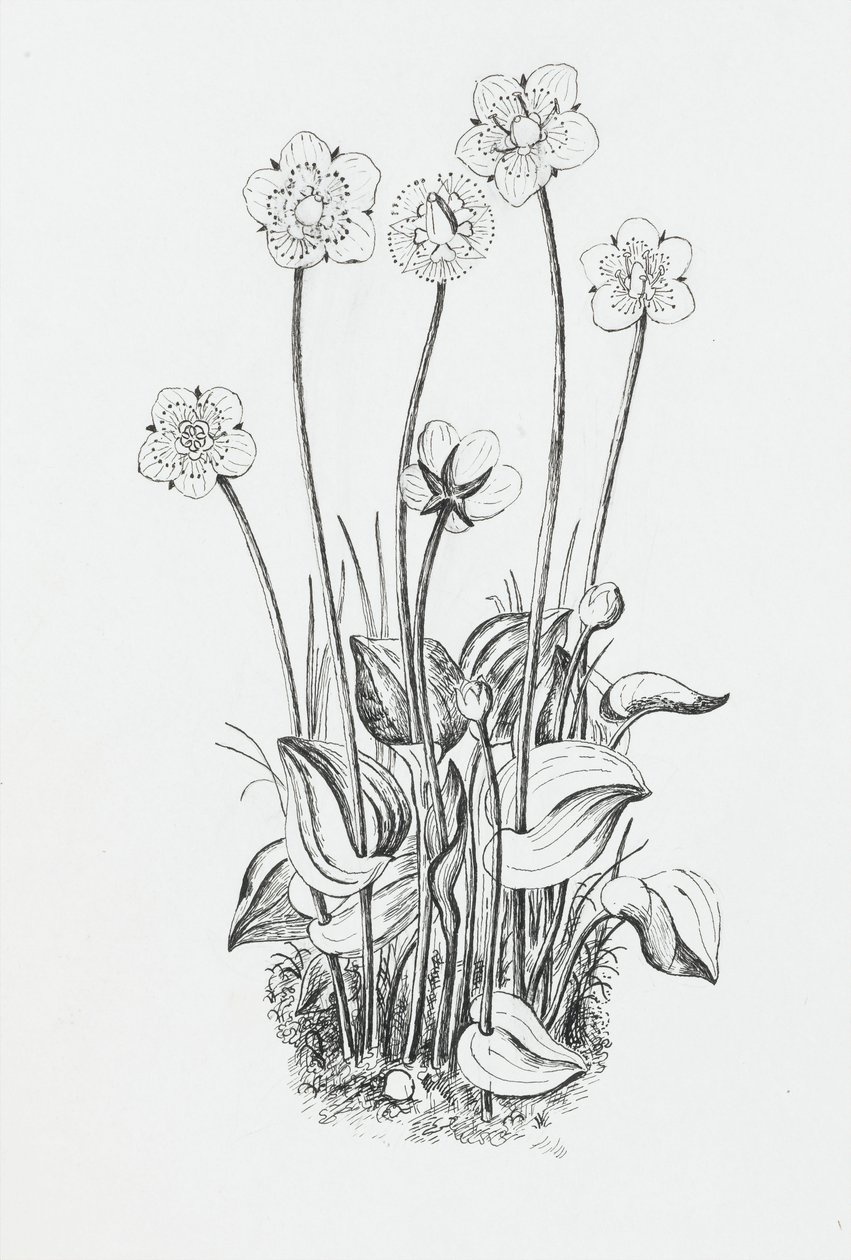 Étude de plante - Rosalie Brill