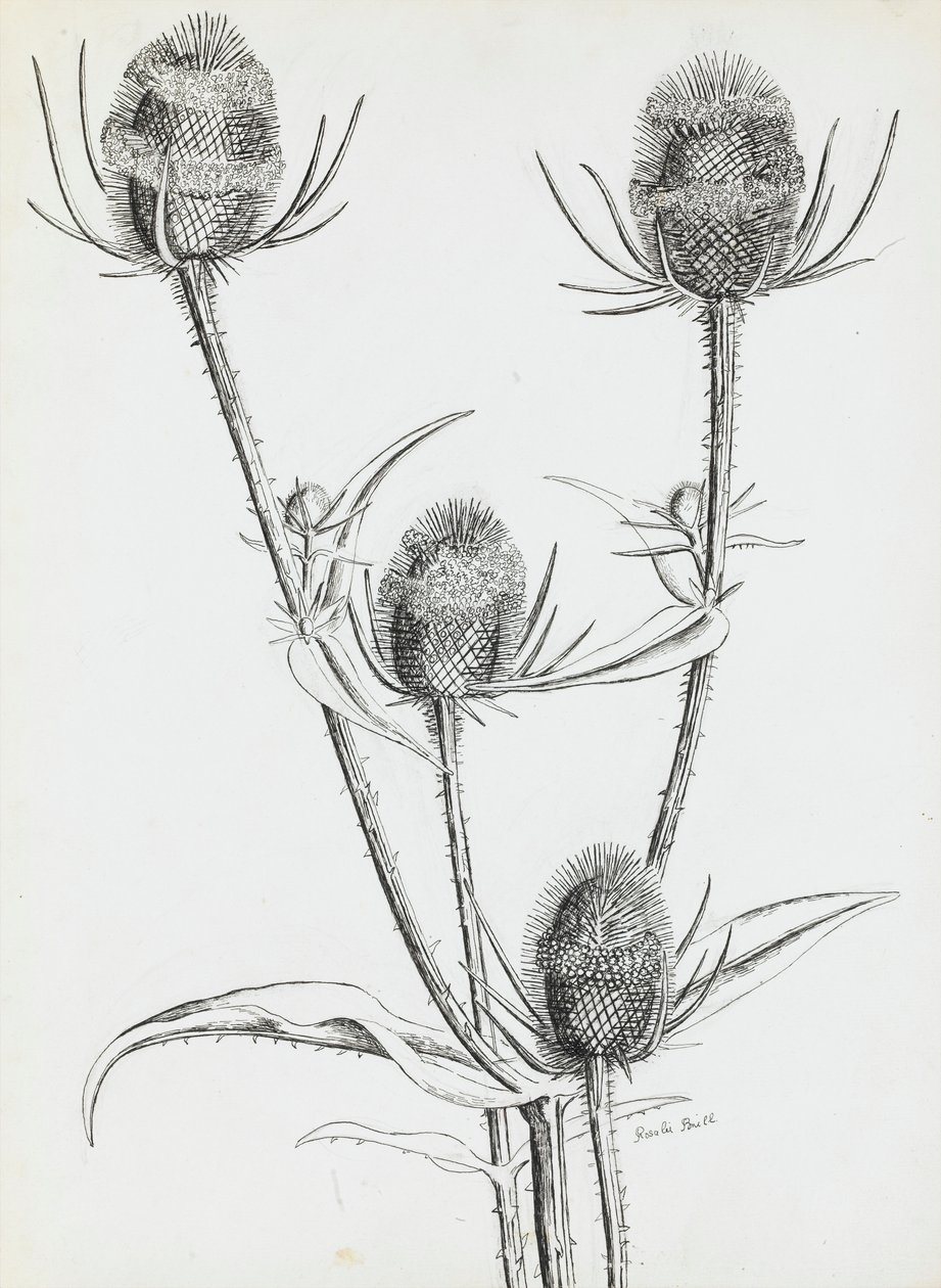 Chardons - Rosalie Brill