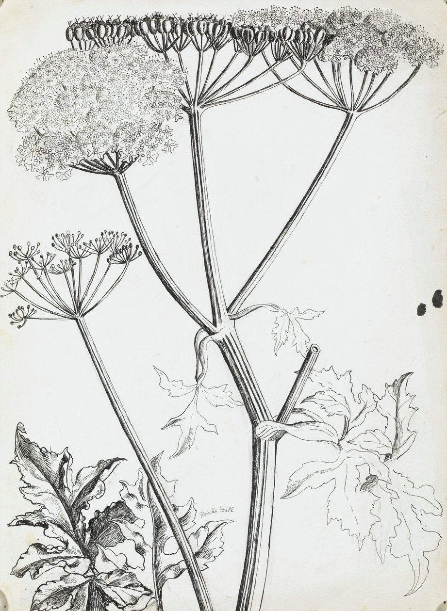 Cerfeuil sauvage - Rosalie Brill