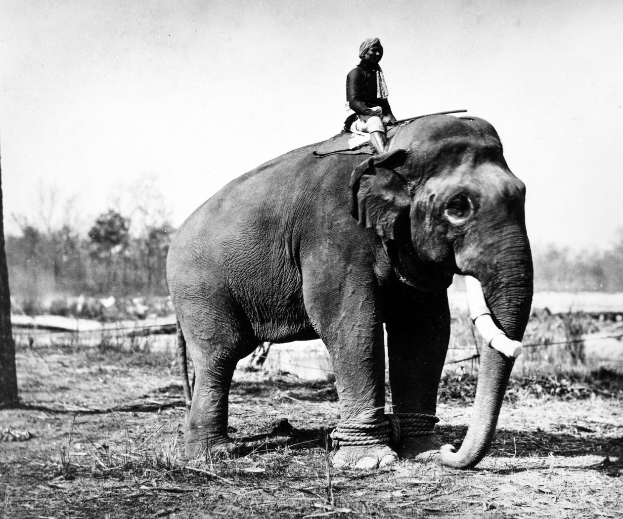 Jung Pershad, le plus grand éléphant de combat du Maharaja Sir Jang Bahadur, 1876 - S. and Shepherd, C. Bourne