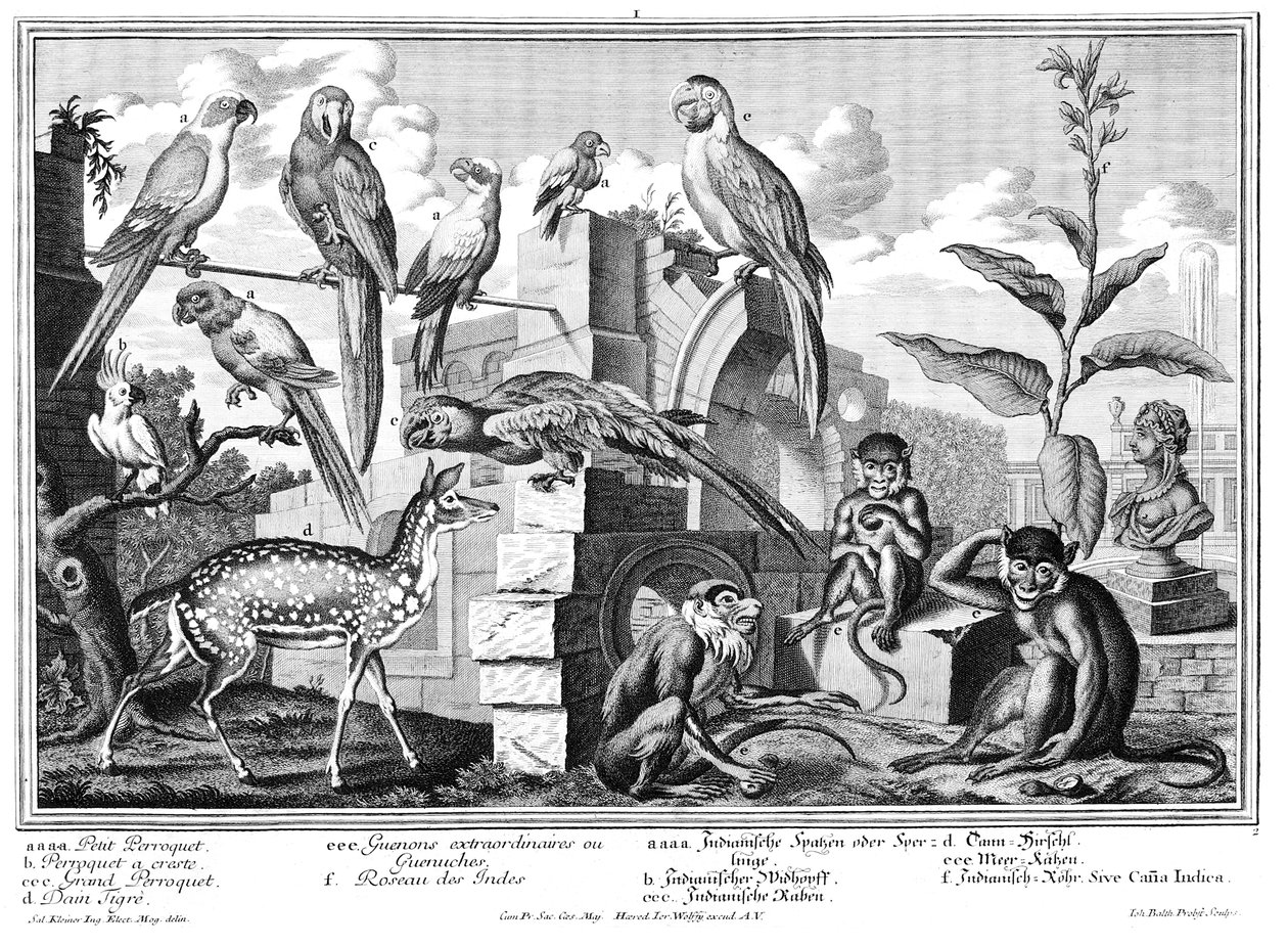 Perroquets et singes - Salomon Kleiner