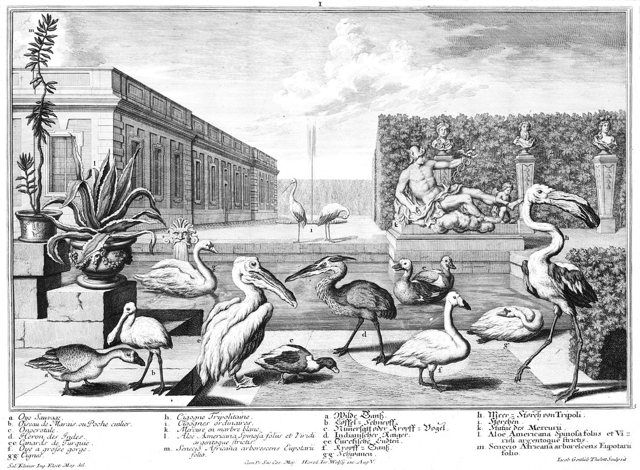 Oiseaux aquatiques - Salomon Kleiner