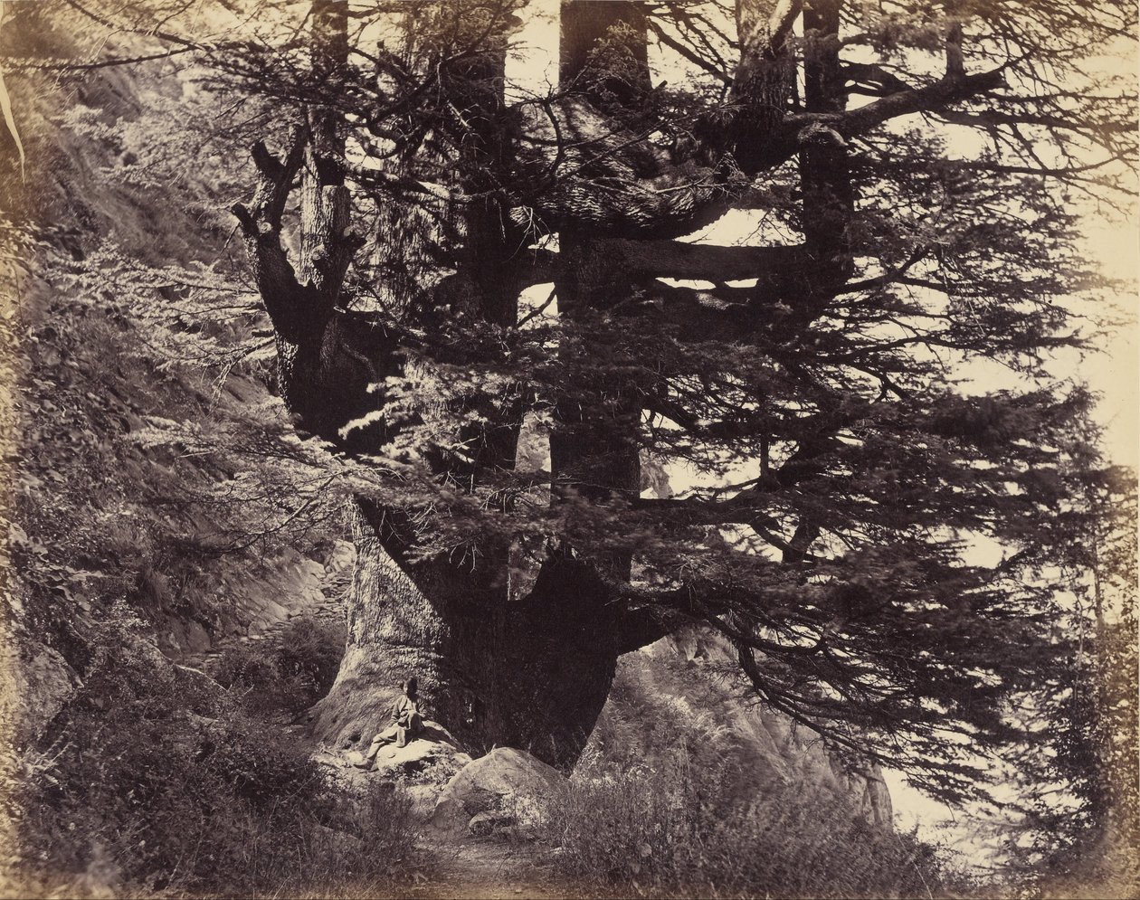 (Simla - Grand Deodar, 42 pieds de circonférence) - Samuel Bourne