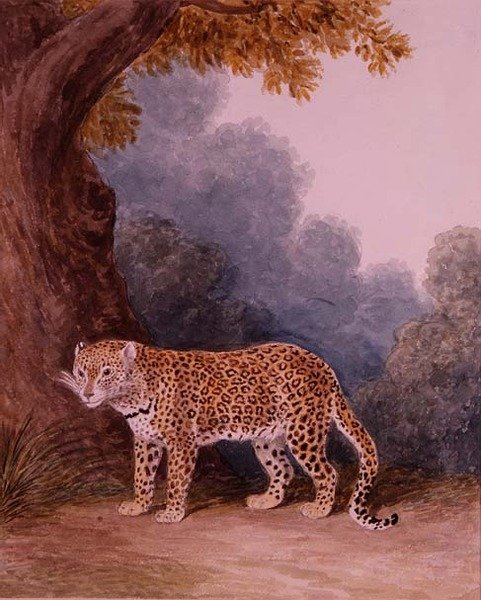 Léopard - Samuel Howitt