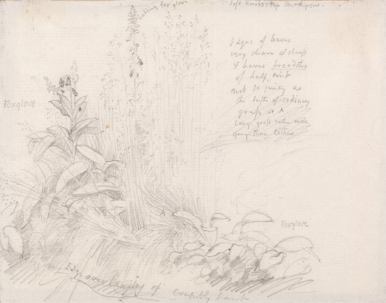 Digitale - Samuel Palmer