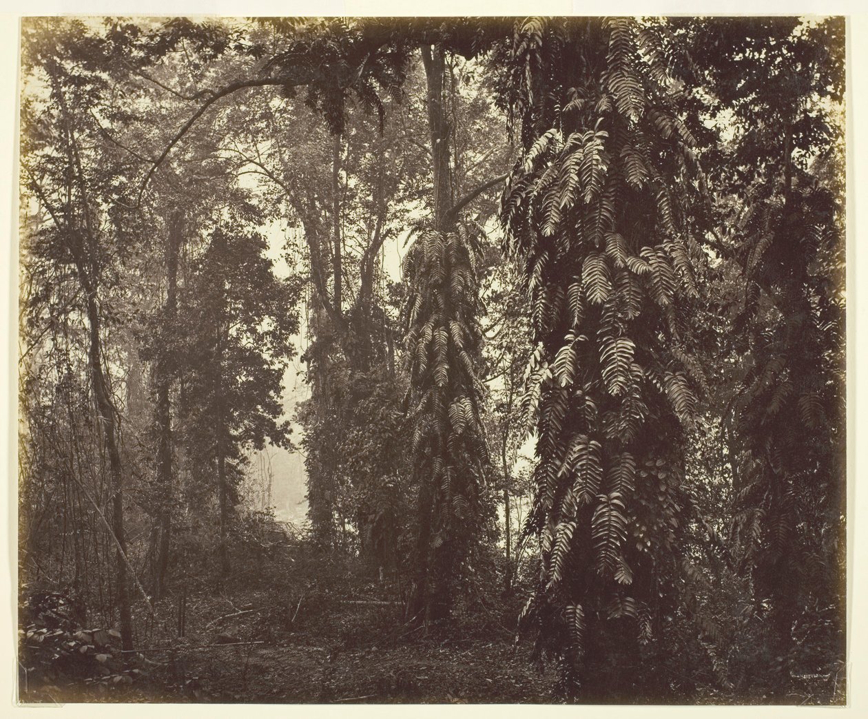 Darjeeling, Inde, vers 1865 - Samuel Bourne