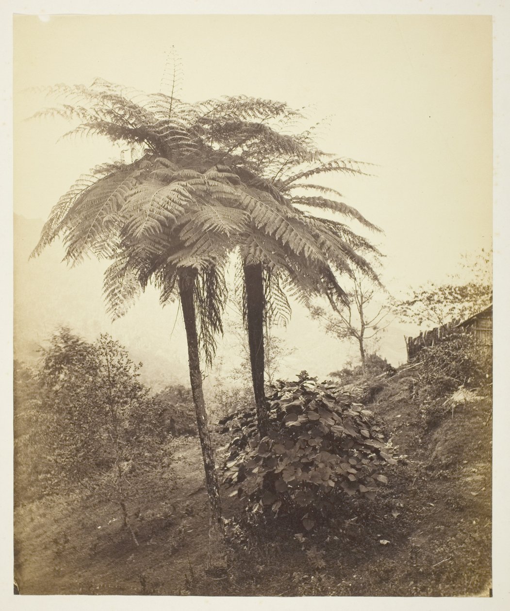 La Fougère Arborescente, Photo Primée - Samuel Bourne