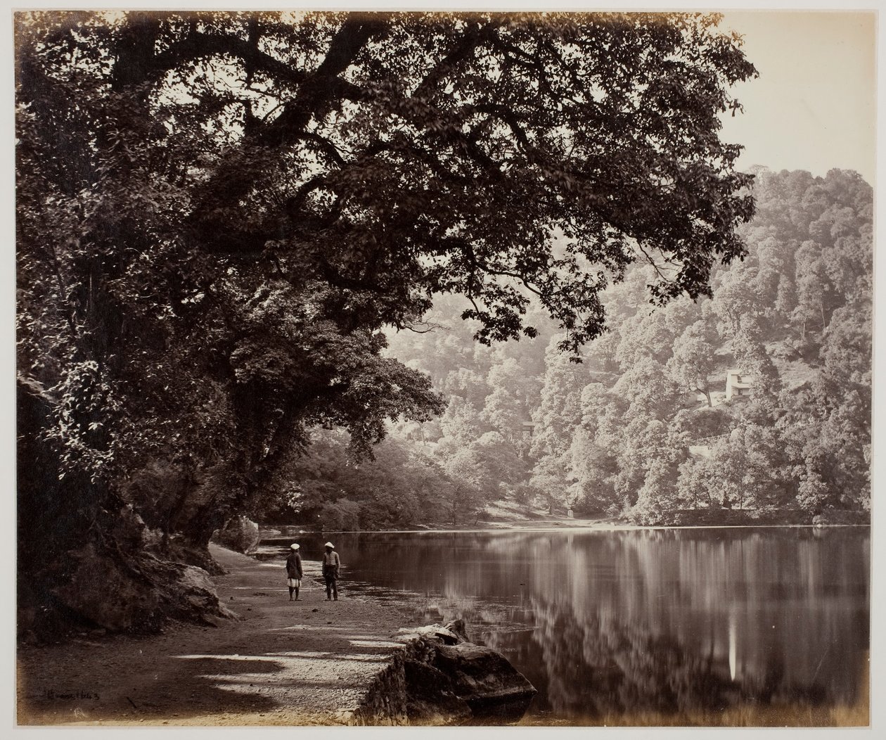 Sans titre [arbres près de l
