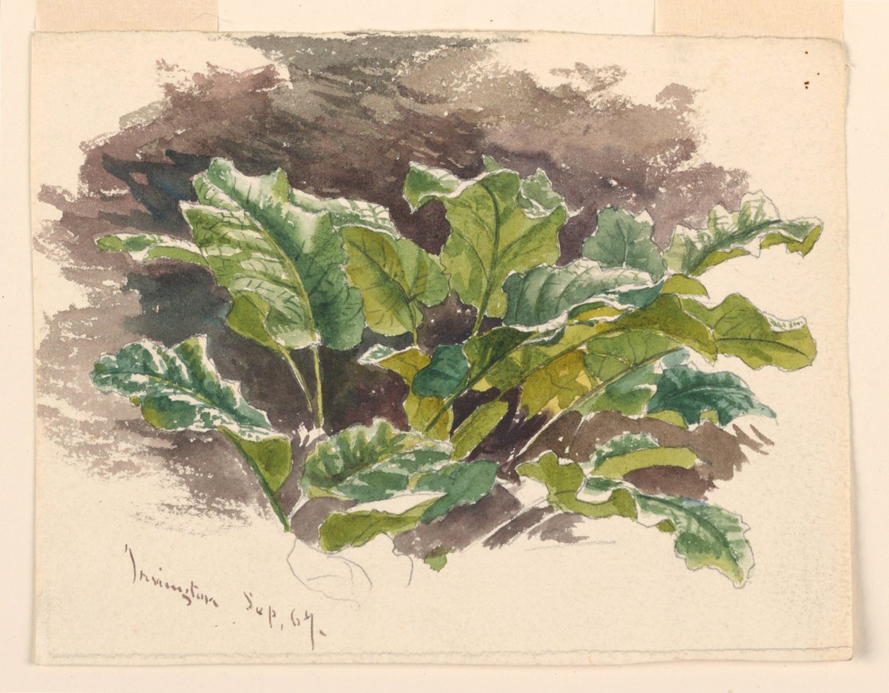 Étude botanique - Samuel Colman