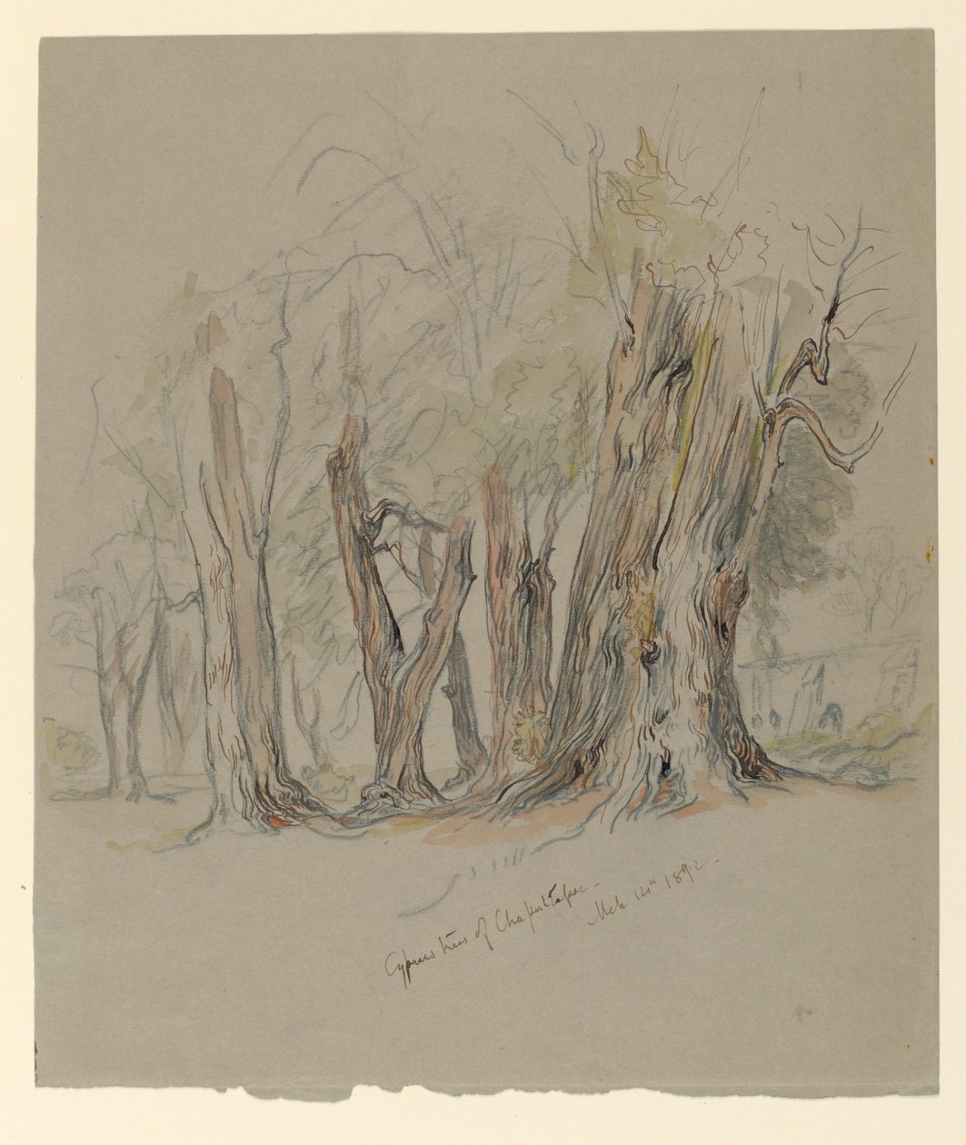 Cypress de Chapultepec, Mexique - Samuel Colman