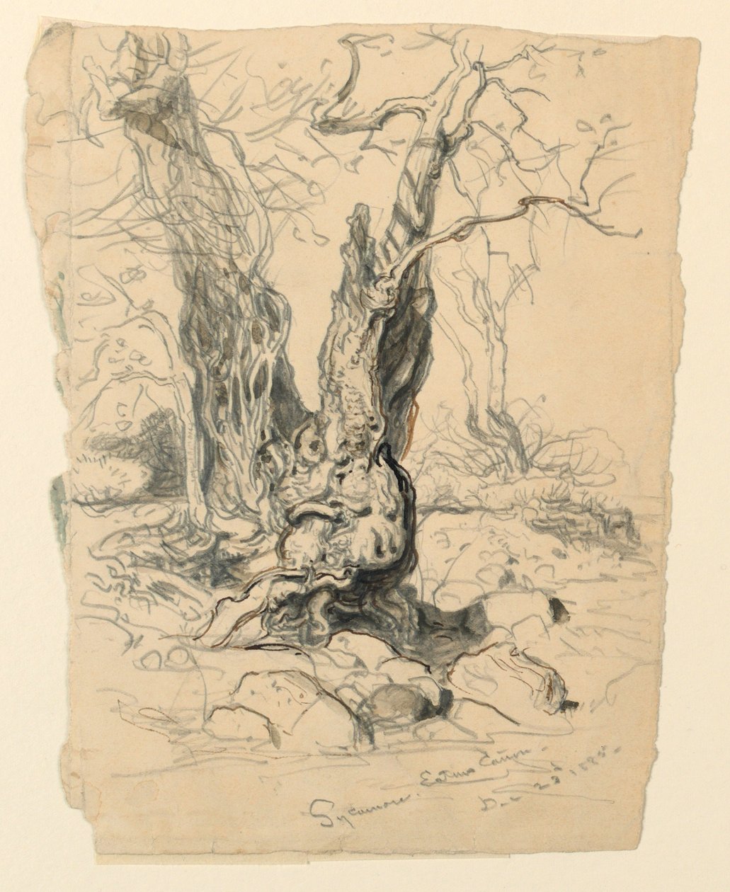 Dessin, études. Arbres, 23 décembre 1885 - Samuel Colman
