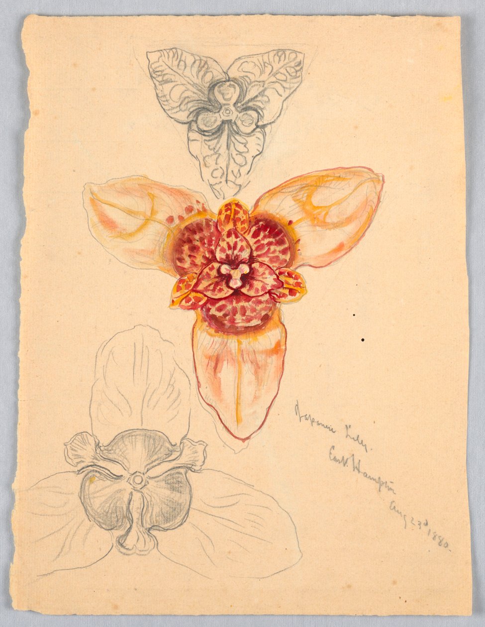 Lys japonais, East Hampton - Samuel Colman