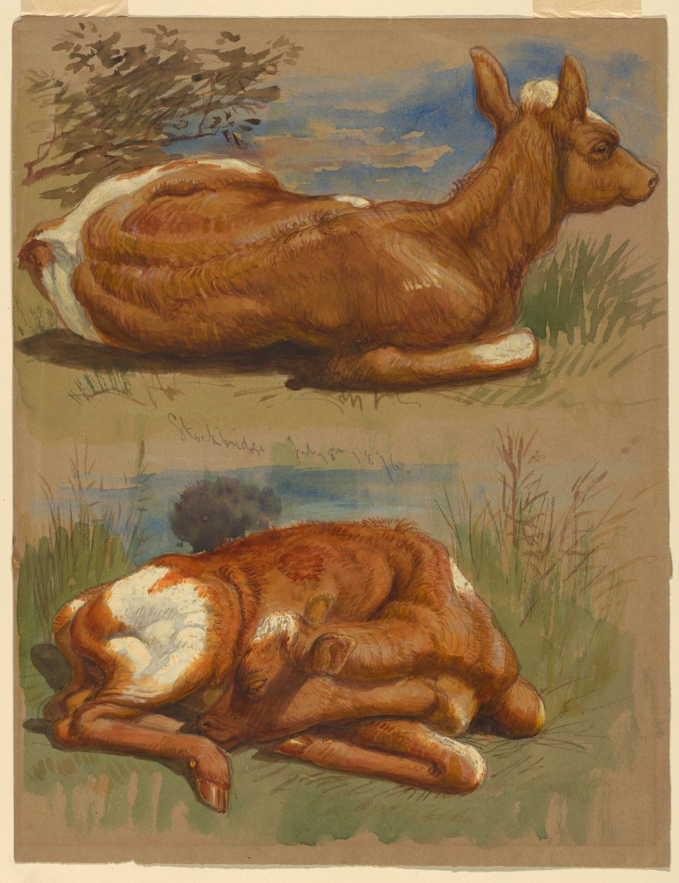 Études de veaux, Stockbridge - Samuel Colman