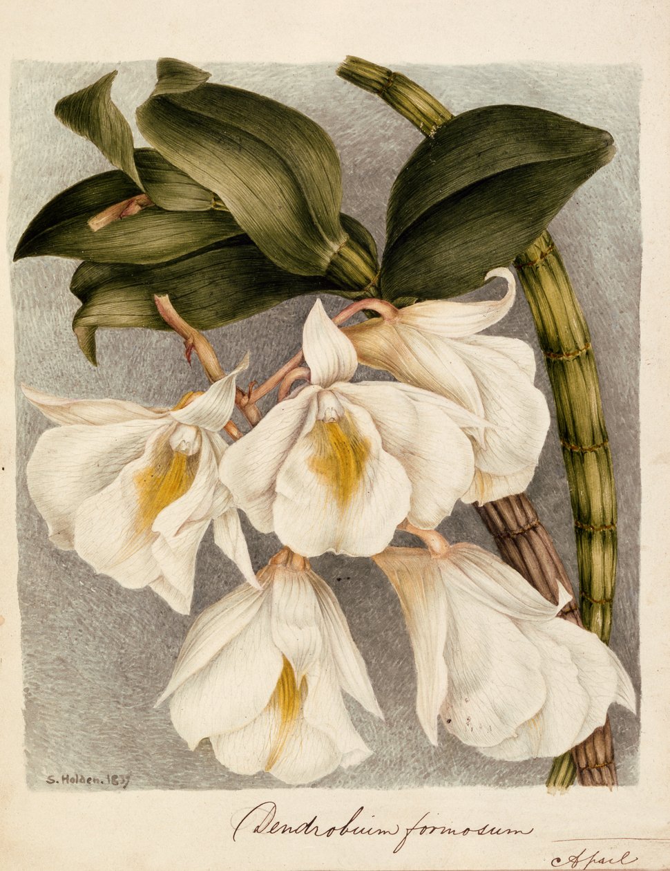 Dendrobium Formosum, c.1839 - Samuel Holden
