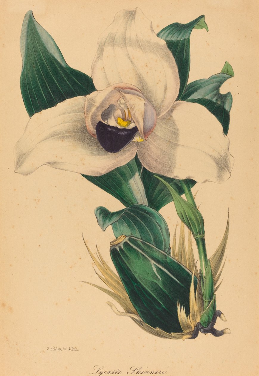 Lycaste Skinneri - Samuel Holden