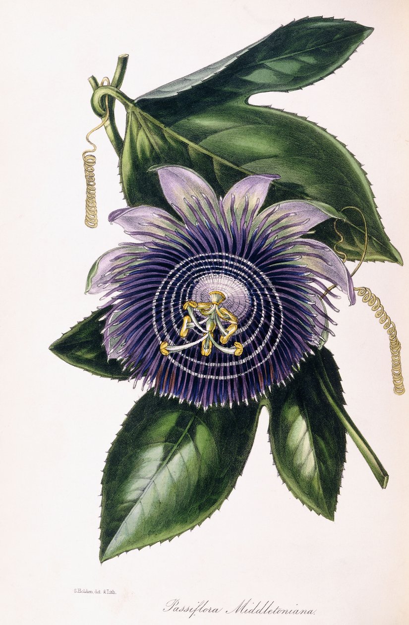Passiflora Middletoniana, vers 1834-1849 - Samuel Holden