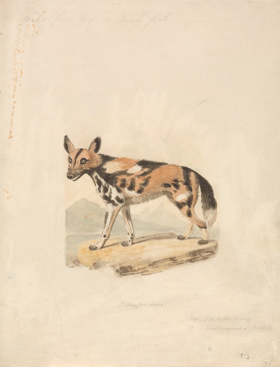 Chien abyssin - Samuel Howitt